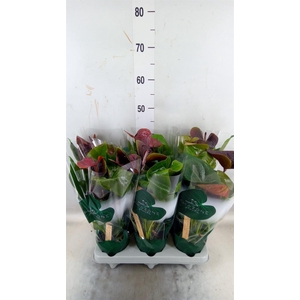 Anthurium andr. 'Essencia'