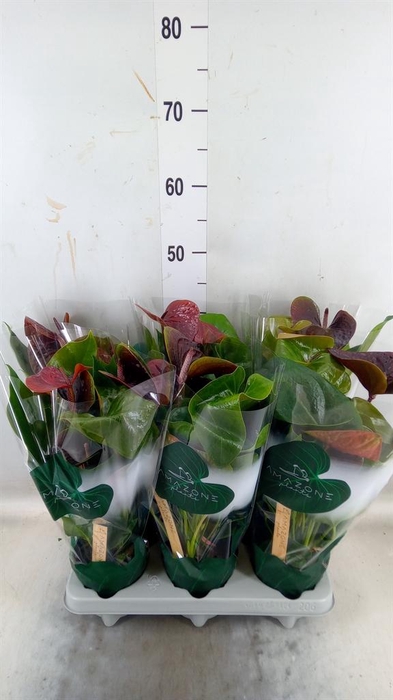 <h4>Anthurium andr. 'Essencia'</h4>