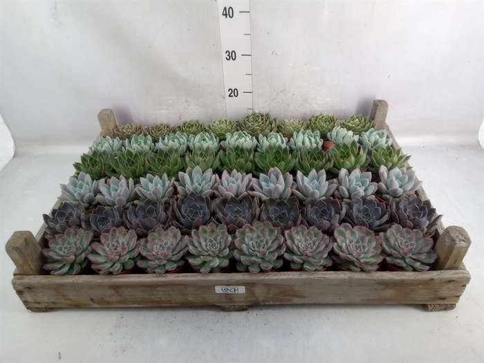 <h4>Echeveria   ...</h4>