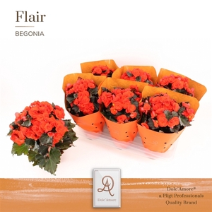 Begonia Mocca Orange P14 Dolc'Amore® Flair Metallic