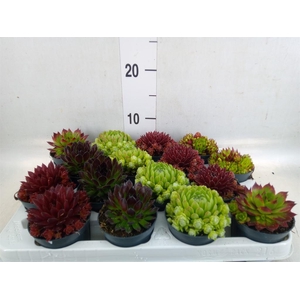 Sempervivum   ...