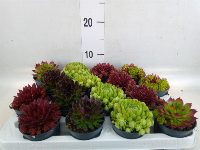 <h4>Sempervivum   ...</h4>