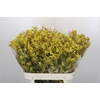 Anigozanthos Bush Down