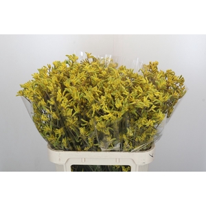 Anigozanthos Bush Down