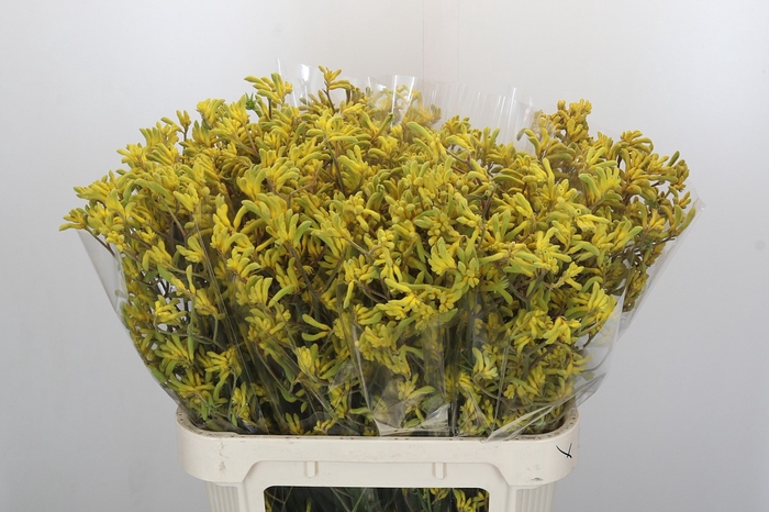 Anigozanthos Bush Down