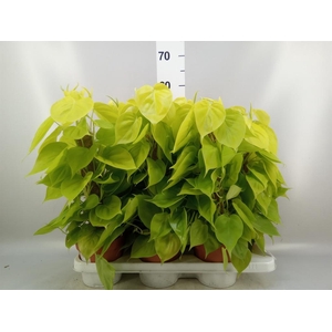 Philodendron   ...