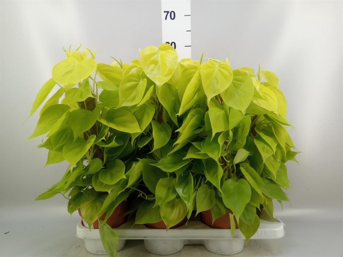 <h4>Philodendron   ...</h4>