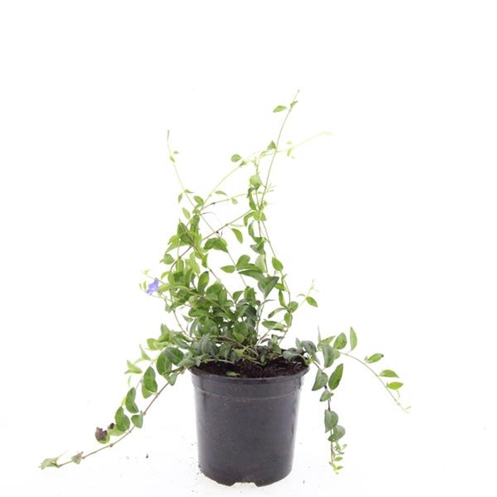 <h4>Vinca minor</h4>