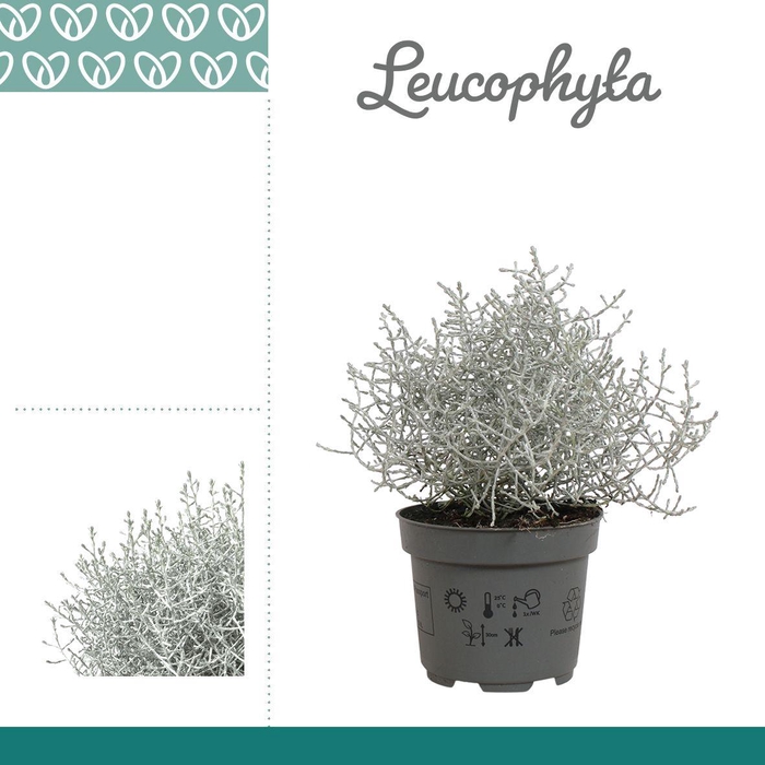<h4>LEUCOPH BROWNII</h4>