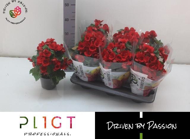 <h4>BEG DU BALADIN</h4>