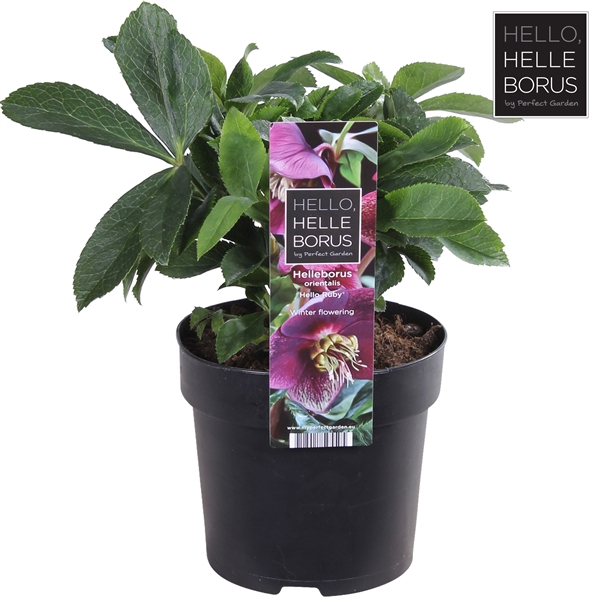 <h4>Helleborus orientalis 'Hello Ruby'® P14</h4>