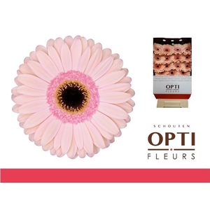 Gerbera Alliance