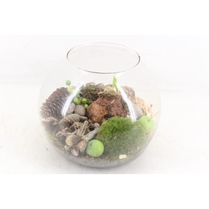 arr4 Amaryllis MB - Bolglas x2 M