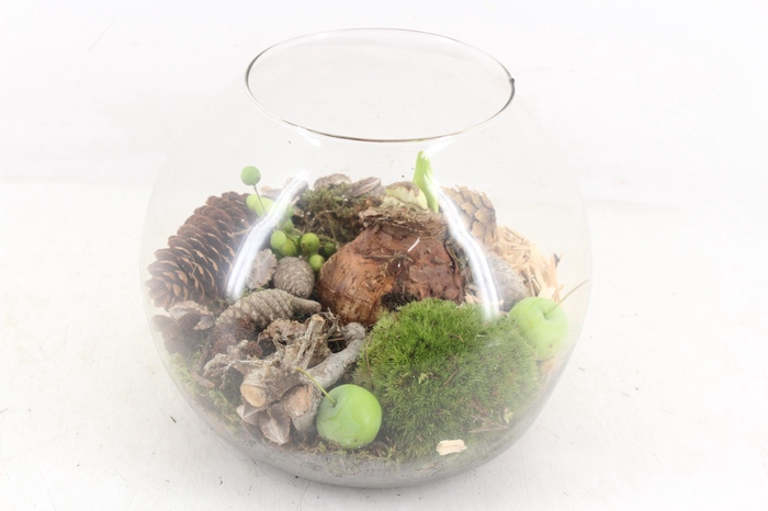 <h4>arr4 Amaryllis MB - Bolglas x2 M</h4>