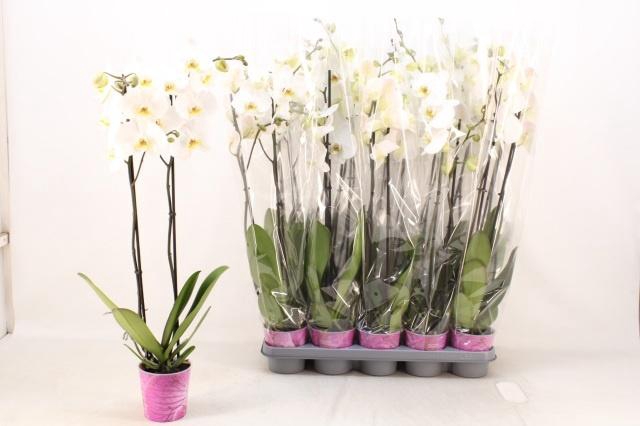 <h4>PHAL OV WIT</h4>