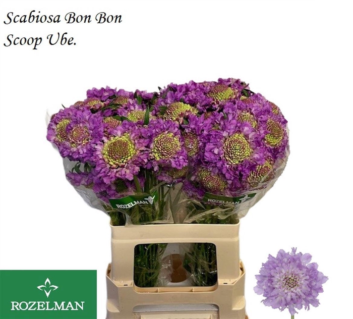 <h4>SCAB AT BB SCOOP UBE</h4>