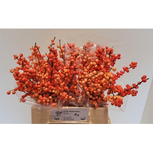 ILEX VE OUDIJ ORANGE