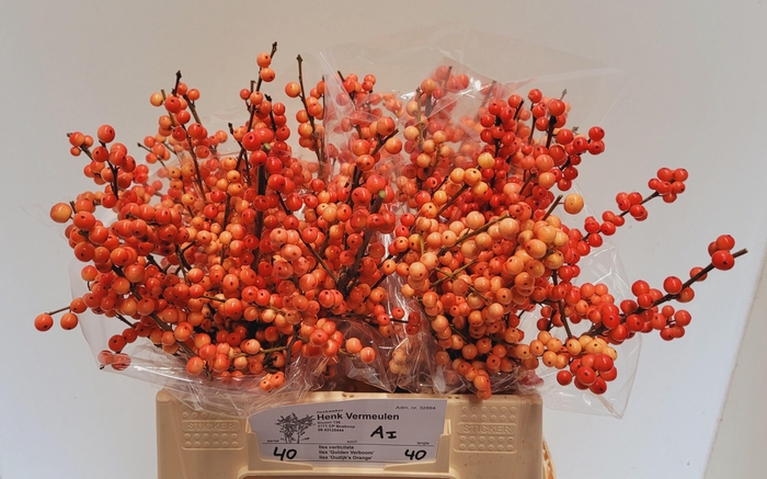 <h4>ILEX VE OUDIJ ORANGE</h4>