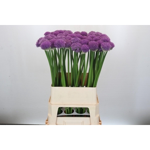 Allium Gladiator