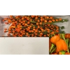 CAPS ORANGE PER BUNCH