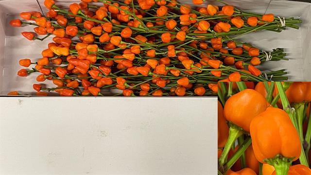 <h4>CAPS OV ORANJE BS</h4>