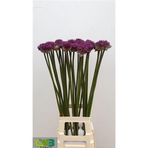 Allium Dark Knight