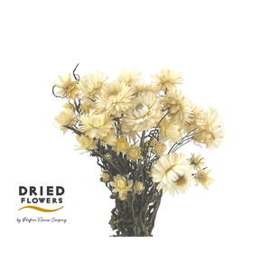 Dried Helichrysum White