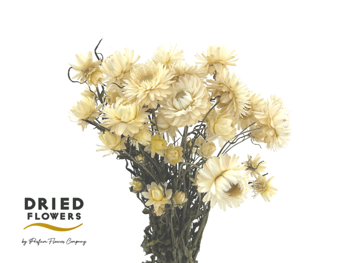 <h4>Dried Helichrysum White</h4>