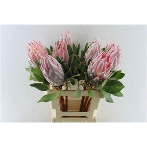 PROTEA CYNAROIDES