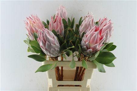 <h4>PROTEA CYNAROIDES</h4>