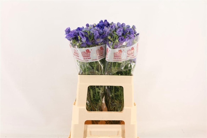 <h4>DELPH EN M LAVENDER</h4>