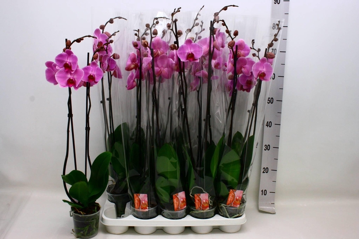 <h4>PHAL OV PAARS</h4>