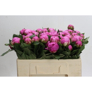 Paeonia Dr A Fleming