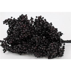 Schinus M Pt Black Bunch
