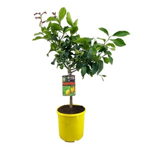 Citrus lemon