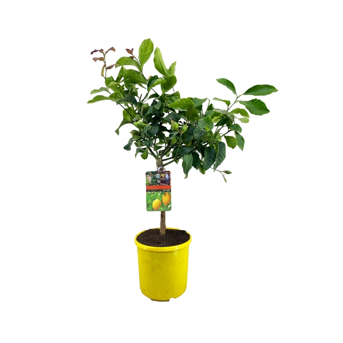 <h4>Citrus lemon</h4>