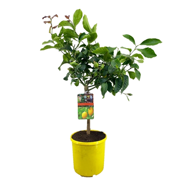 <h4>Citrus lemon</h4>