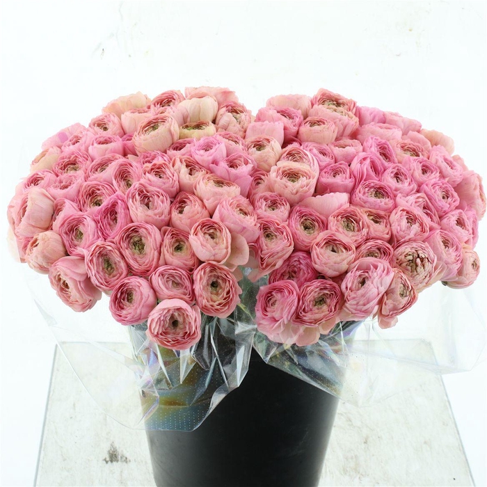 <h4>Ran Su Sr Venere Peach/pink Extra</h4>