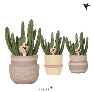 Kolibri Greens Stapelia Leendertziae in Ethnic pot khaki mix