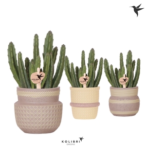 Kolibri Greens Stapelia Leendertziae in Ethnic pot khaki mix