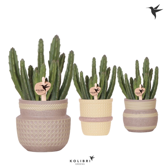<h4>Kolibri Greens Stapelia Leendertziae in Ethnic pot khaki mix</h4>
