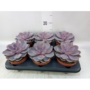 Echeveria  'Purple Pearl'