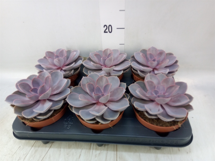 <h4>Echeveria  'Purple Pearl'</h4>