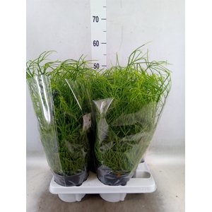 Rhipsalis baccifera 'Oasis'