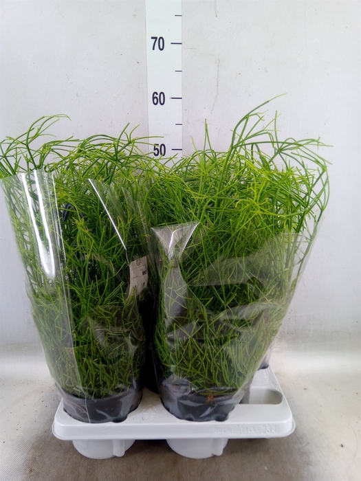 <h4>Rhipsalis baccifera 'Oasis'</h4>