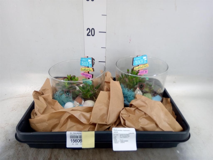 <h4>Arr. Succulents L%</h4>