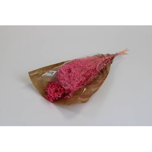 Broom bloom fuchsia