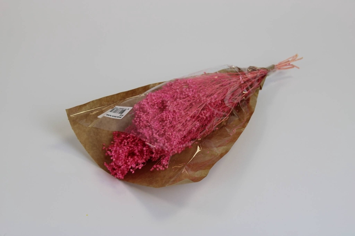 Broom bloom fuchsia