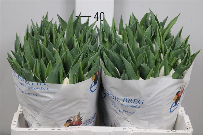 <h4>Tu En White Prince</h4>