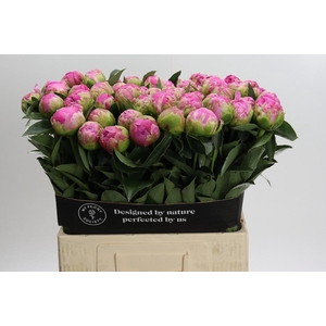 Paeonia Glory Hallelujah